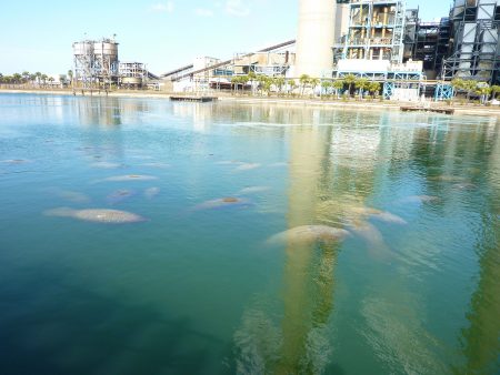 Manatee Viewing Center Apollo Beach