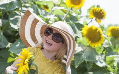 2020 U-Pick Sunflower Fields Guide for the Tampa Bay Area